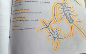 Fragment miniatlasu bezkręgowc&oacute;w przygotowanych w klasie 6a, kwiecień 2026
