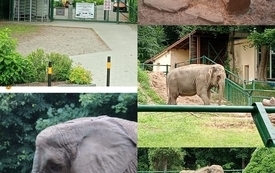 18.06.2026r. Wycieczka do Zoo,Klasy 1 A i 1B