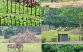 18.06.2026 r. wycieczką do Zoo,Oliwa,klasy 1 A,1B